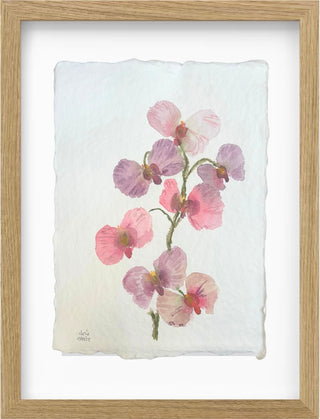 Blush Orchids